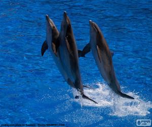 Układanka Grupa delfinów, skoki