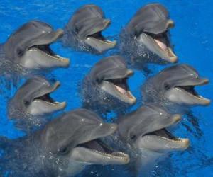 Układanka Grupa delfinów