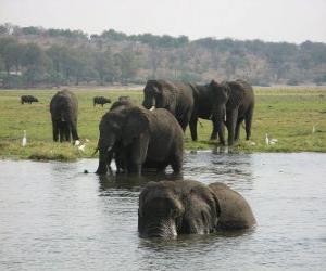 Układanka Grupa słoni w stawie na sawannie