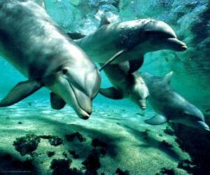 Układanka Grupy delfinów, kąpiel w morzu