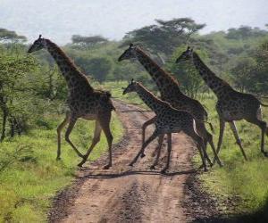 Układanka grupy żyrafy przejściach drogowych