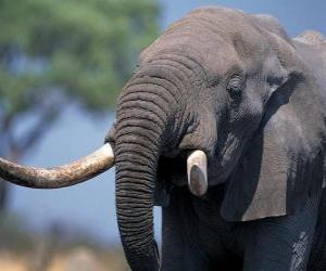 Układanka Głowa dużego słonia