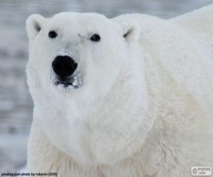 Układanka Głowa niedźwiedzia polarny