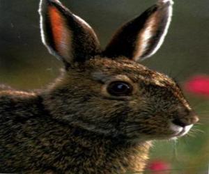 Układanka głowa Rabbit