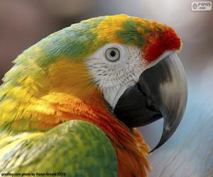 Układanka Głowica macaw