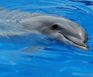 Układanka Happy delfin