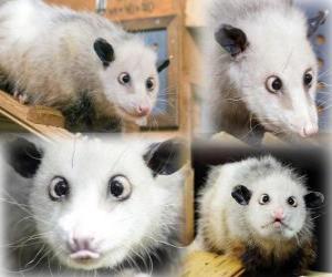 Układanka Heidi, Zoo w Lipsku Opossum, Niemcy