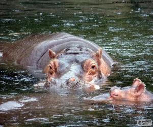Układanka Hipopotamy w wodzie
