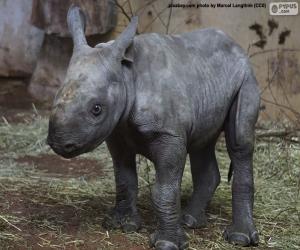 Układanka Hodowla nosorożca czarnego