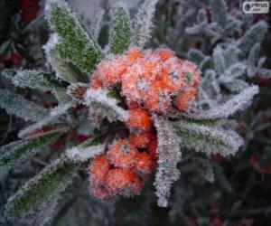 Układanka Holly lodem