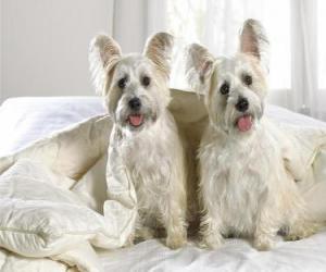 Układanka I West Highland White Terrier Westies