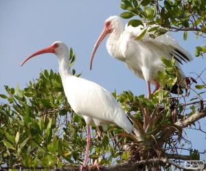 Układanka Ibis biały