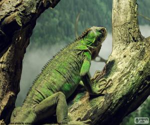 Układanka Iguana