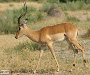 Układanka Impala