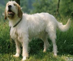 Układanka Istria Coarse długowłosy pies