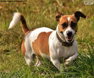 Układanka Jack Russell Terrier