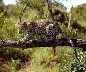 Układanka Jaguar na gałęzi drzewa