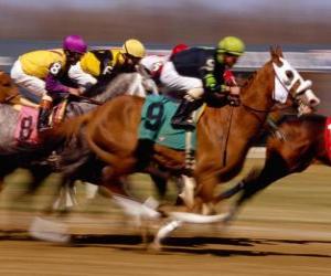 Układanka Jeździectwo - Wyścigi konne na tor wyścigowy
