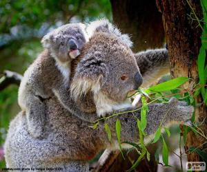 Układanka Koala, wspinaczka drzewa
