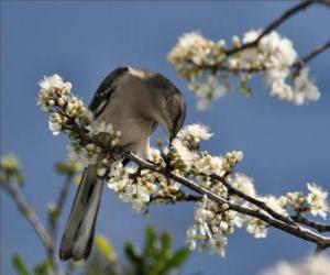 Układanka Koliber gryzienie kwiat