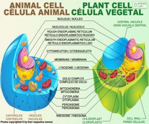 Układanka Komórki zwierząt i roślin