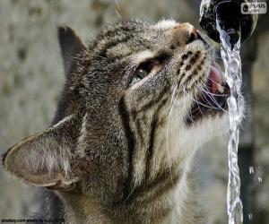 Układanka Kot napoje wody