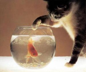 Układanka Kot oglądania ryb