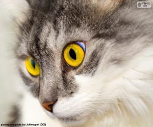 Układanka Kot żółte oczy