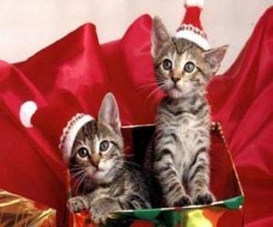 Układanka Kotki z Santa Claus kapelusz w szkatułce