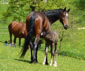 Układanka Koń badeńsko-wirtemberski, koń, pochodzące z Niemiec