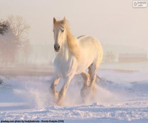 Układanka Koń, uruchomiona na śniegu