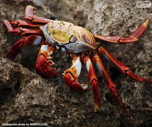 Układanka Krab wysp Galapagos