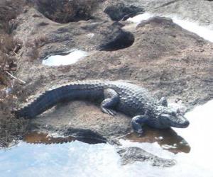 Układanka Krokodyl wprowadzanych do rzeki