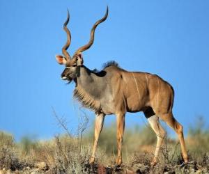 Układanka Kudu wielkie