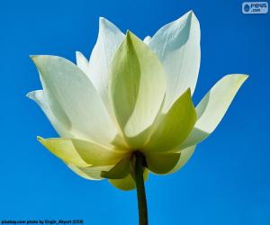 Układanka Kwiat białego lotosu