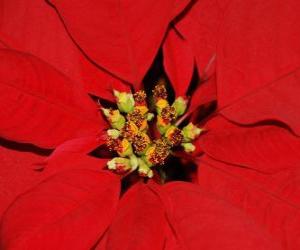 Układanka Kwiat Świąteczne - Poinsettia