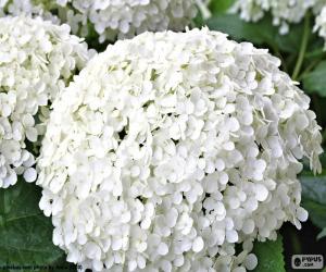 Układanka Kwiaty hortensji biały