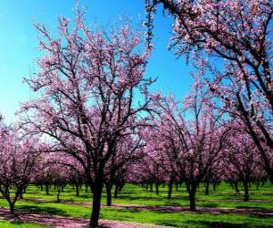 Układanka Kwitnienia migdałów drzew na wiosnę
