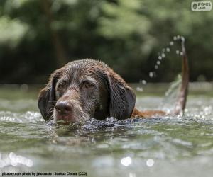 Układanka Labrador w wodzie