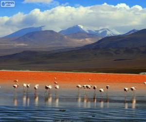 Układanka Laguna Colorada, Boliwia