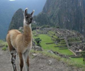 Układanka Lama, najbardziej znaną zwierząt starożytnym Imperium Inków