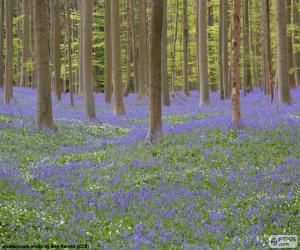 Układanka Las Hallerbos, Belgia