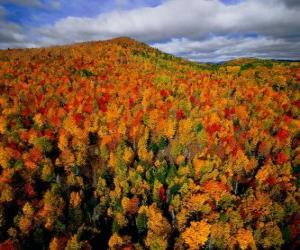 Układanka Las w Quebec, Canada