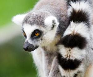 Układanka Lemur katta