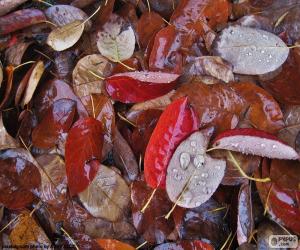 Układanka Liści jesienią na mokro