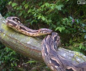 Układanka Madagaskar boa