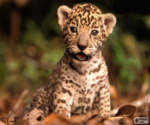 Układanka Małe jaguar