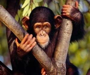 Układanka Małe małpa w drzewie genealogicznym