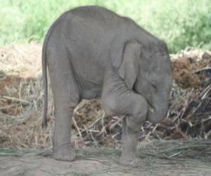 Układanka Małego słonia