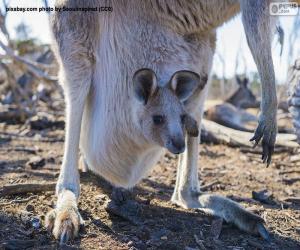 Układanka Mały kangur